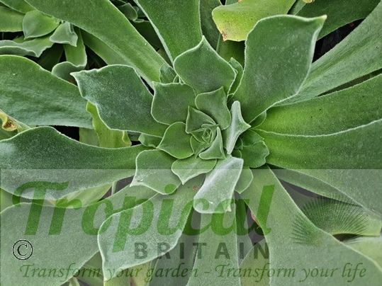 Aeonium canariense var. virgineum