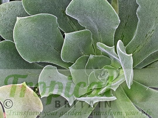 Aeonium canariense var. virgineum
