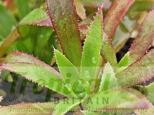 Aeonium 'Cornish Tribute'