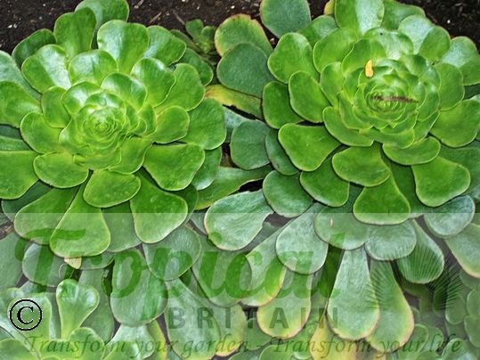 Aeonium undulatum