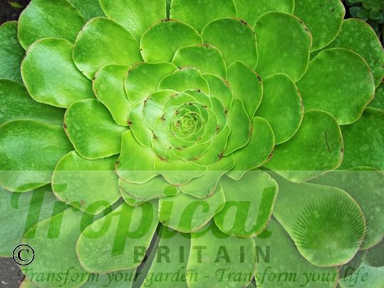 Aeonium undulatum