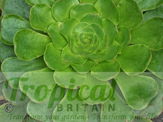 Aeonium undulatum