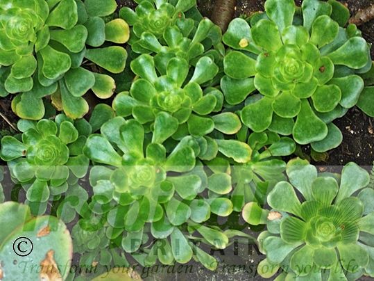 Aeonium undulatum