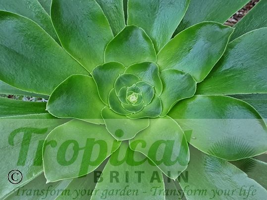 Aeonium undulatum