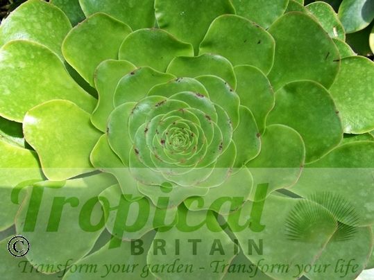 Aeonium undulatum