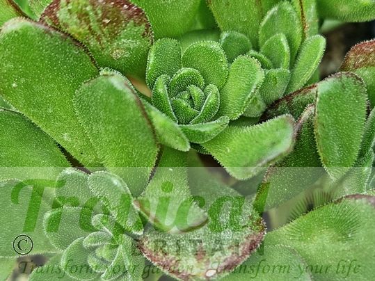 Aeonium x Laortei
