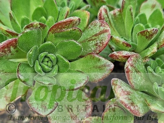 Aeonium x Laortei