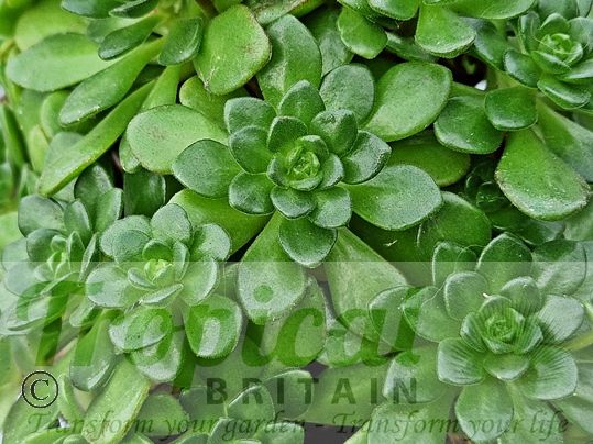 Aeonium x Laortei - with green foliage in the winter