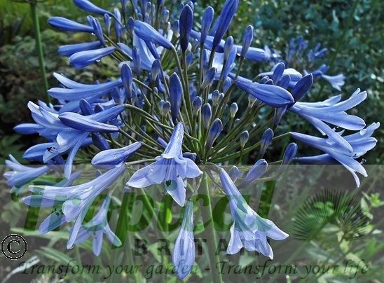 Agapanthus praecox