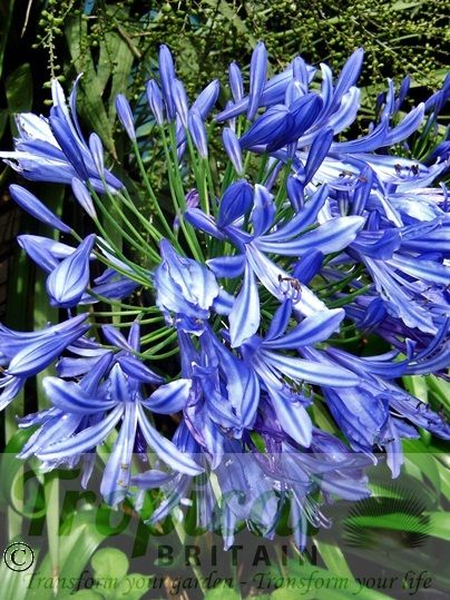 Agapanthus praecox