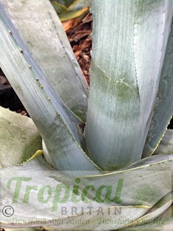 Agave americana