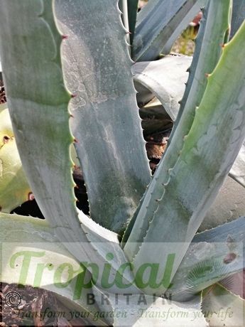 Agave americana