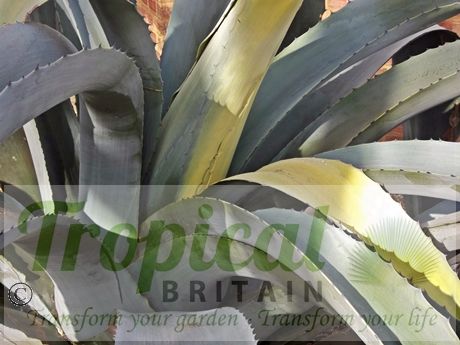 Agave americana - new leaf yellow after a cold wet winter