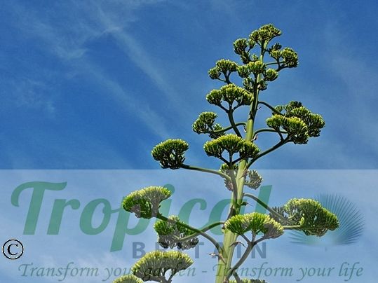 Agave americana - inflorescence