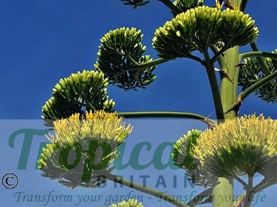 Agave americana - inflorescence