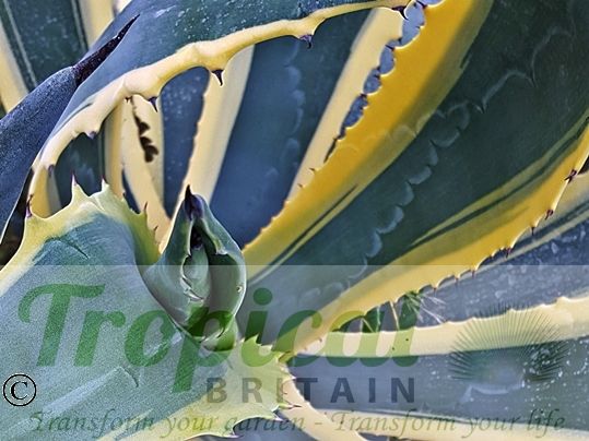 Agave americana 'Marginata'