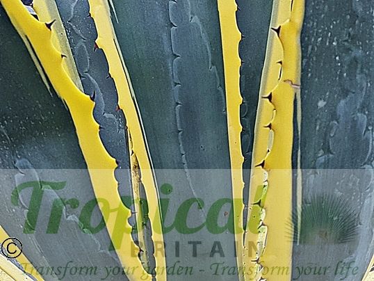Agave americana 'Marginata