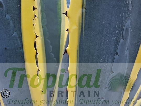 Agave americana 'Marginata