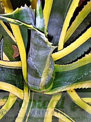 Agave americana 'Marginata'