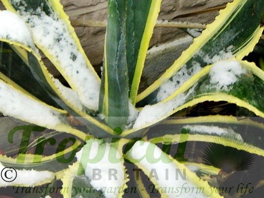Agave americana 'Marginata'