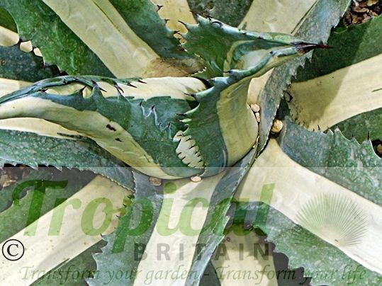 Agave americana 'Medio-picta Alba'