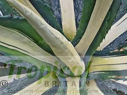 Agave americana 'Medio-picta Alba'