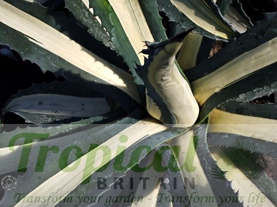 Agave americana 'Medio-picta Alba'
