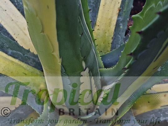 Agave americana 'Medio-picta Alba'