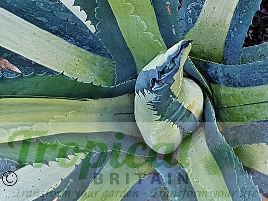 Agave americana 'Medio-picta Alba'