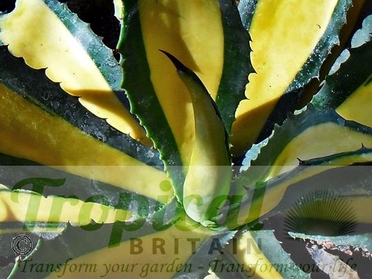 Agave americana 'Medio-picta Aurea'