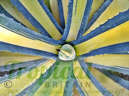 Agave americana 'Medio-picta Aurea'