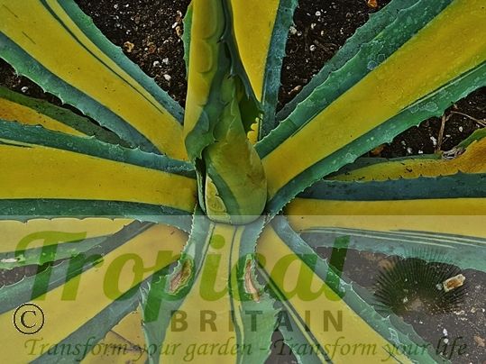 Agave americana 'Medio-picta Aurea'