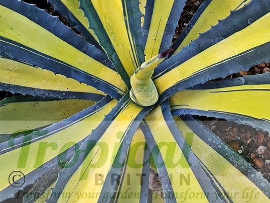 Agave americana 'Medio-picta Aurea'
