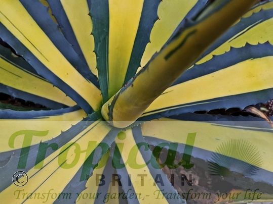 Agave americana 'Medio-picta Aurea'