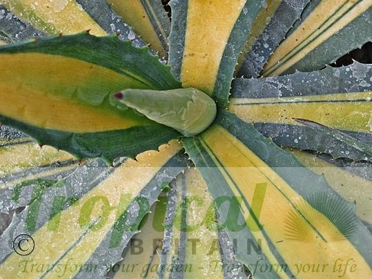 Agave americana 'Medio-picta Aurea'