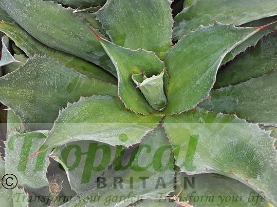 Agave cupreata