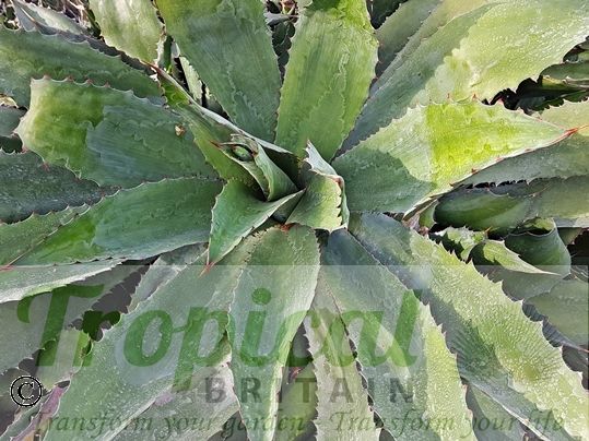 Agave cupreata