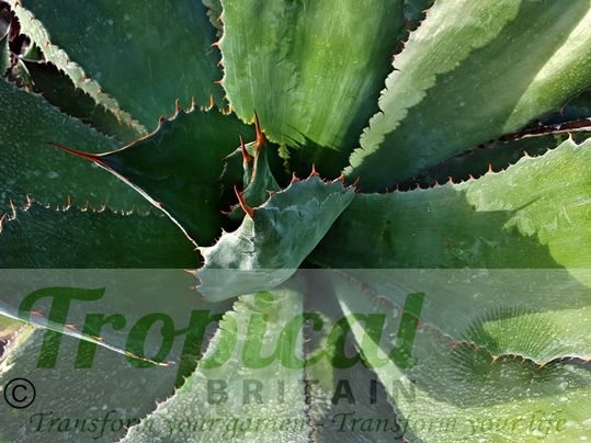 Agave cupreata
