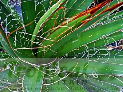 Agave filifera
