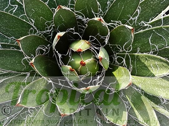 Agave filifera