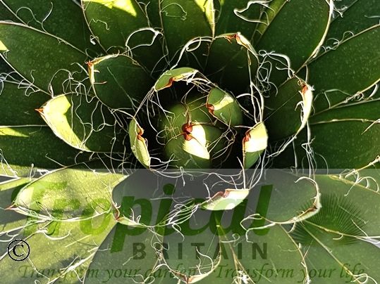 Agave filifera