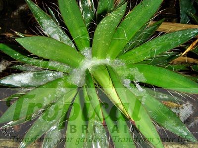 Agave filifera -  a moderate snow turns to ice