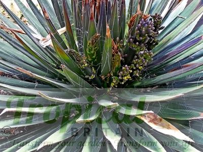 Agave filifera - flowering