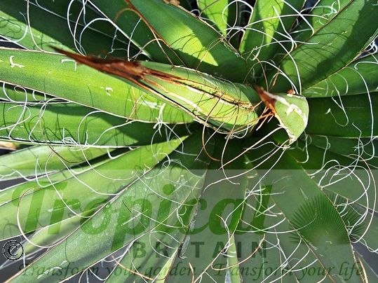 Agave filifera
