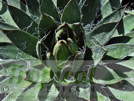 Agave filifera