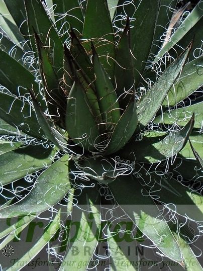 Agave filifera