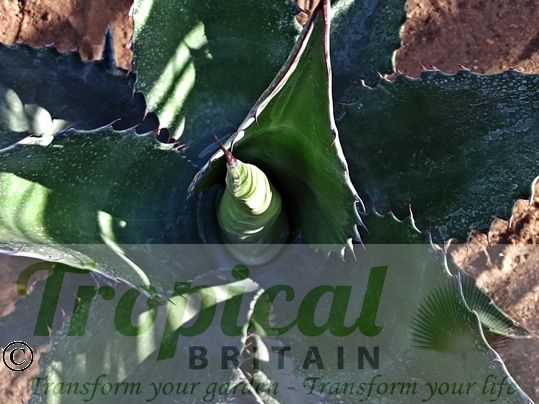 Agave gentryi