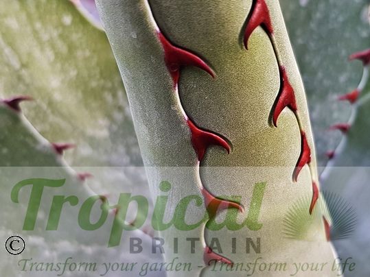 Agave gentryi