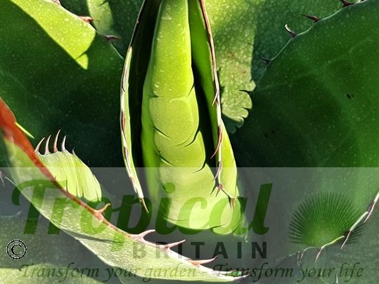 Agave gentryi