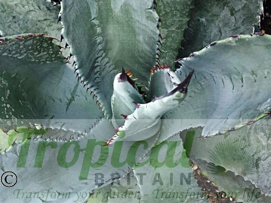 Agave harvardiana